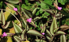 Tradescantia zebrina zebrina