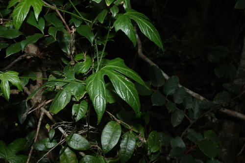 Diplocyclos palmatus, photograph 4