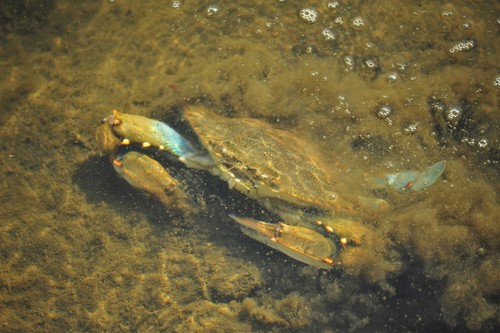 Atlantic Blue Crab, photo 9 of 10