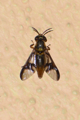 Chrysops dispar