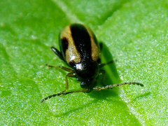 Phyllotreta ochripes