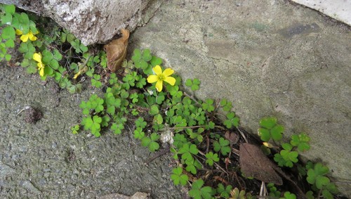 Oxalis exilis iNat (3)