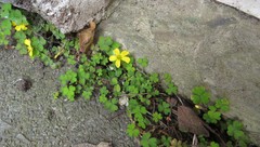 Oxalis exilis