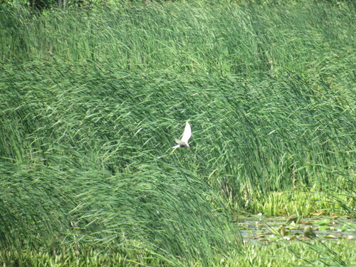 iNaturalist image