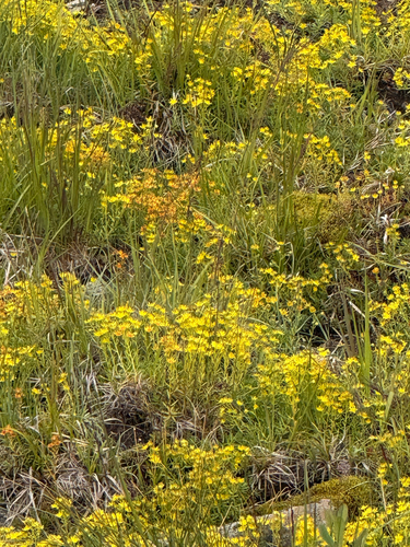 Yellow Saxifrage