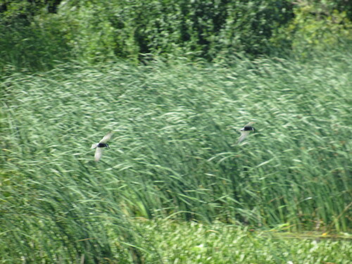 iNaturalist: (c) Вероника Владыкина, some rights reserved (CC BY-NC), uploaded by Вероника Владыкина iNaturalist image