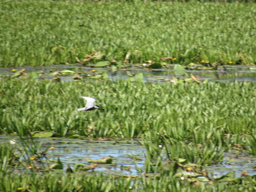 iNaturalist image