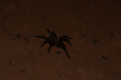 Acanthoscurria