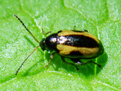 Phyllotreta ochripes
