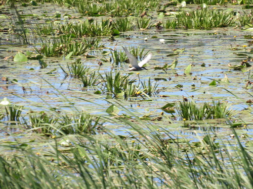 iNaturalist image