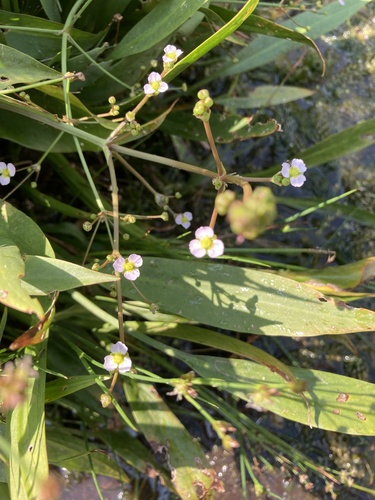 Alisma lanceolatum, photograph 6