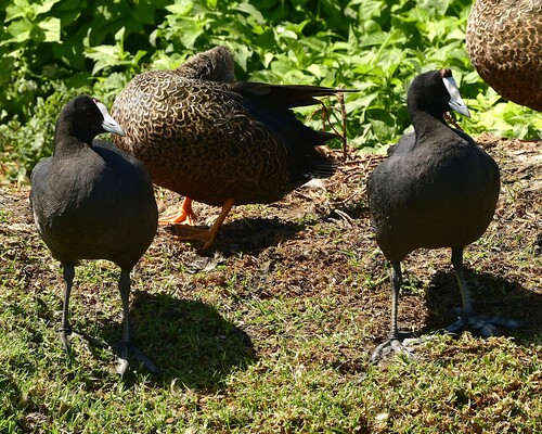 iNaturalist: (c) Kurt Hennige, some rights reserved (CC BY-NC), uploaded by Kurt Hennige iNaturalist image