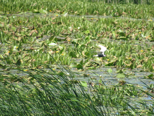 iNaturalist image