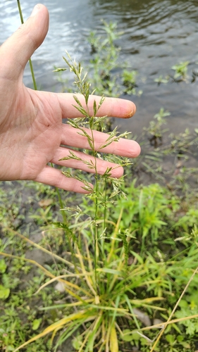 Lolium pratense, photograph 4