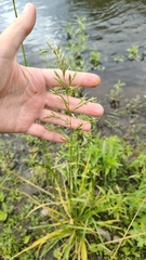 Lolium pratense, photograph (c) Полина Полежанкина, some rights reserved (CC BY)