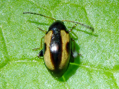 Phyllotreta ochripes
