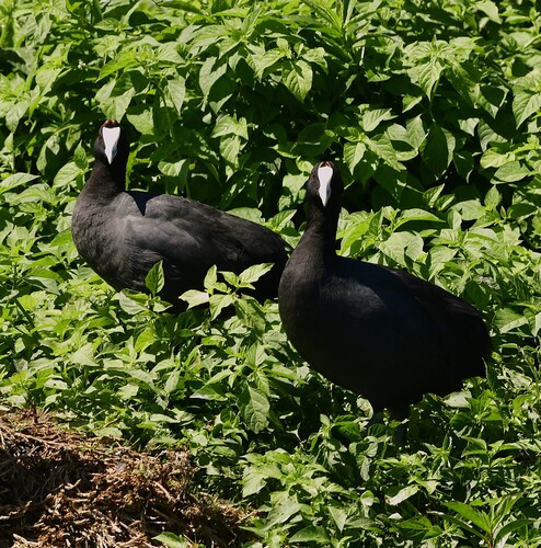 iNaturalist: (c) Kurt Hennige, some rights reserved (CC BY-NC), uploaded by Kurt Hennige iNaturalist image