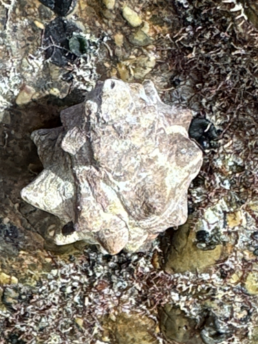 Thais tuberosa observed 2026-07-21