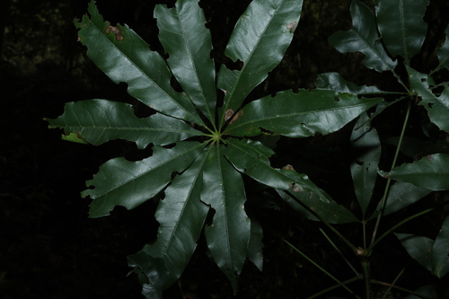 Argyrodendron actinophyllum, 2026-07-21