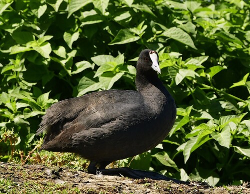 iNaturalist: (c) Kurt Hennige, some rights reserved (CC BY-NC), uploaded by Kurt Hennige iNaturalist image