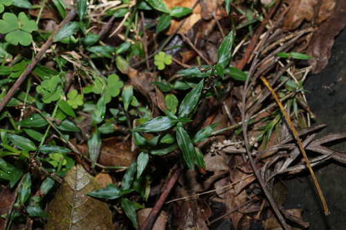 Aneilema biflorum, photograph 2