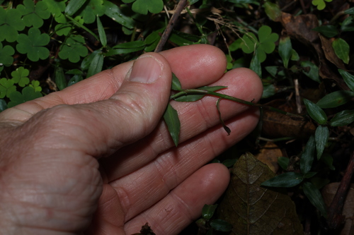 Aneilema biflorum, photograph 3