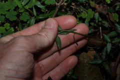 Aneilema biflorum, photograph (c) Greg Tasney, some rights reserved (CC BY-SA)