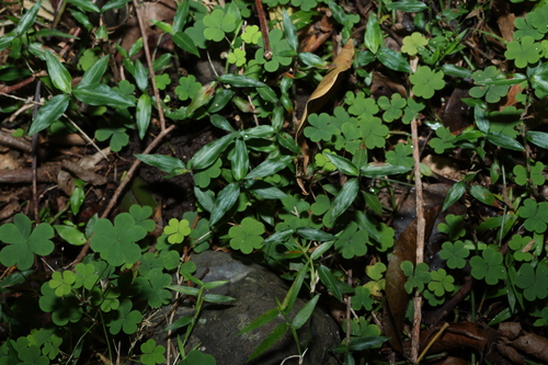 Aneilema biflorum, photograph 4