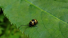Gallerucida bifasciata
