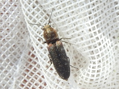 Limonius auripilis