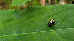 Gallerucida bifasciata