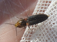 Limonius auripilis