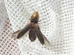 Limonius auripilis