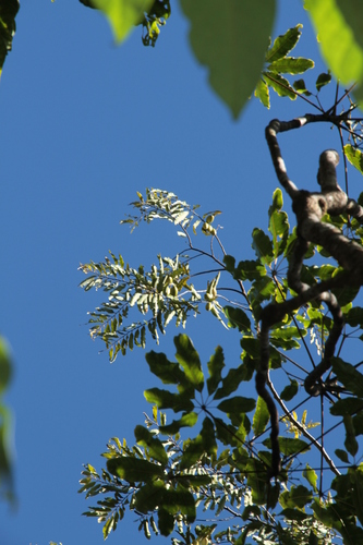 Diospyros macrocarpa observed 2026-06-30