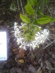 Clerodendrum calamitosum