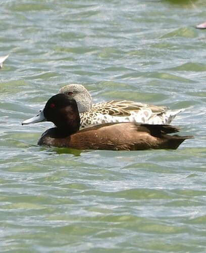 iNaturalist image