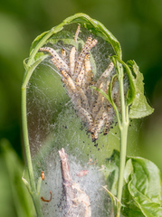 Yponomeuta evonymella