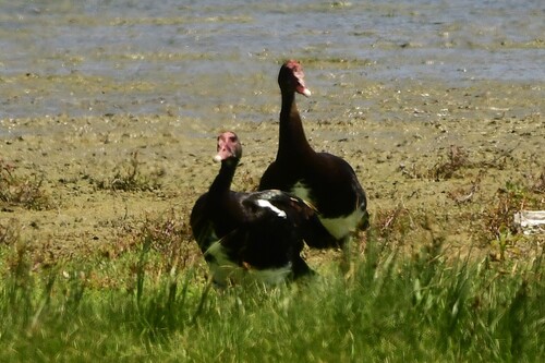 iNaturalist: (c) Kurt Hennige, some rights reserved (CC BY-NC), uploaded by Kurt Hennige iNaturalist image