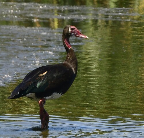 iNaturalist image