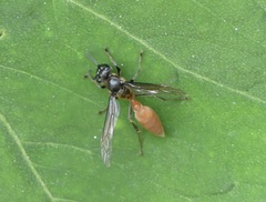 Polybia dimidiata