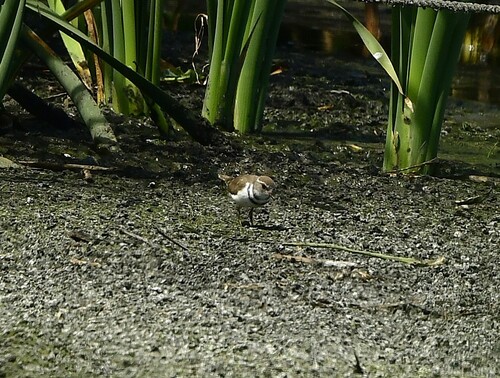 iNaturalist image