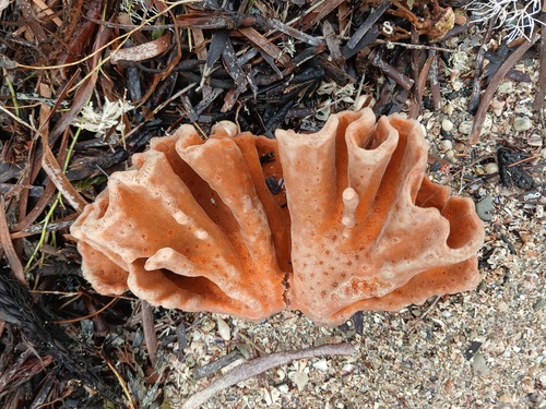 Clathria australiensis observed 2026-07-21
