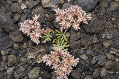 Polycarpaea aristata