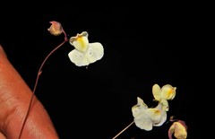Utricularia hispida