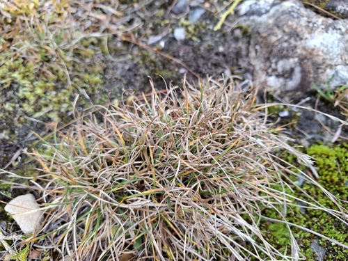Carpha alpina observed 2026-07-21