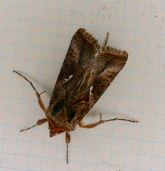 Autographa precationis