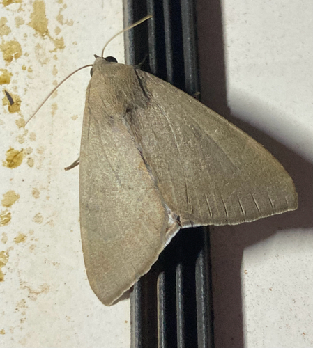 Achaea argilla