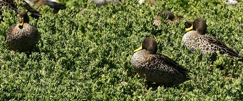 iNaturalist image