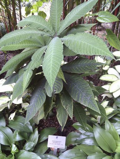 Ardisia gigantifolia