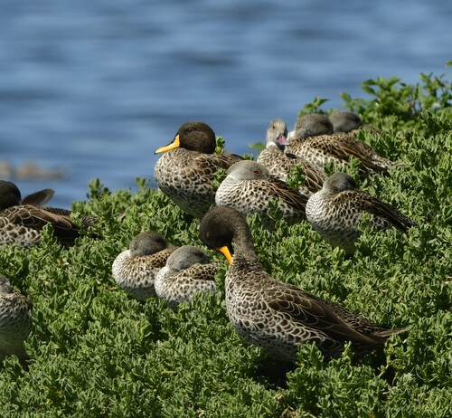 iNaturalist: (c) Kurt Hennige, some rights reserved (CC BY-NC), uploaded by Kurt Hennige iNaturalist image